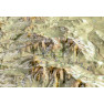 White Mtns 4000-Footers – 3D Mountain Map